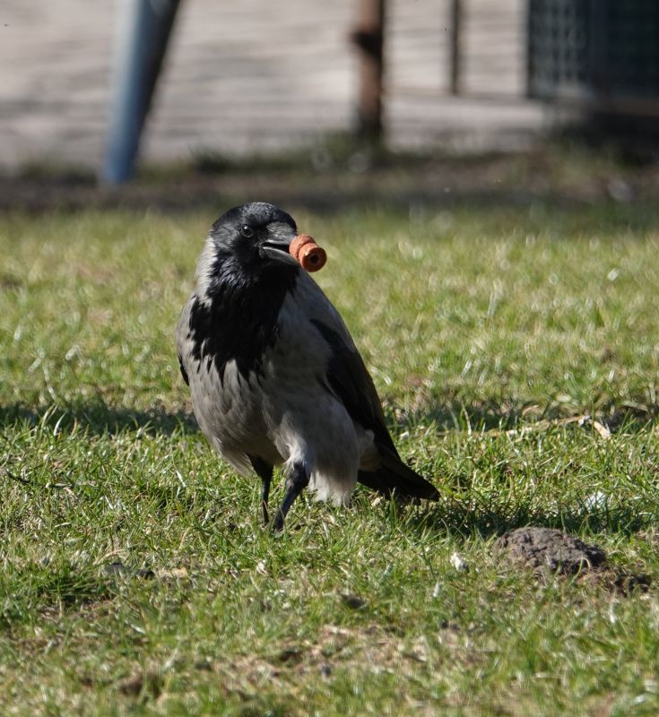 <i>Corvus cornix</i> (Hooded Crow)