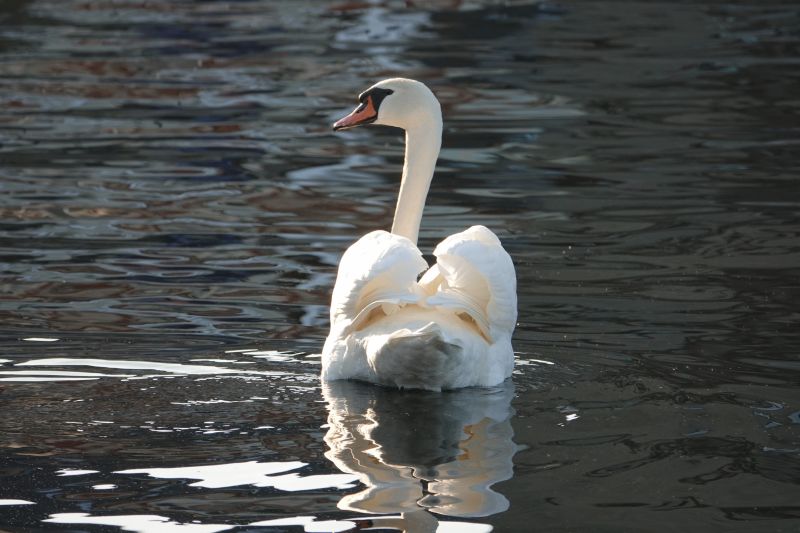 <i>Cygnus olor</i> (Mute Swan)