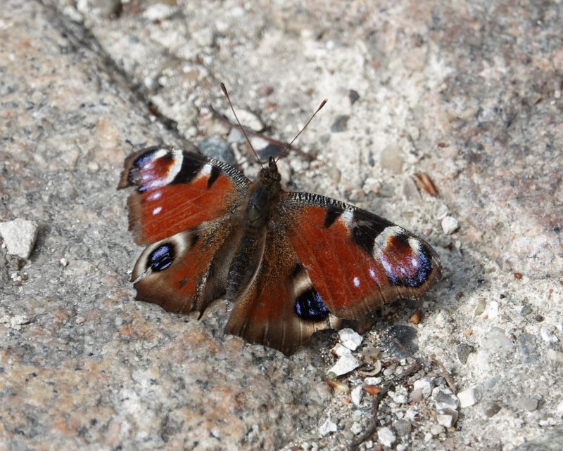 <i>Aglais io</i> (European Peacock Butterfly)