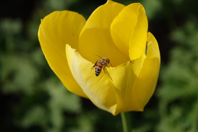 <i>Apis mellifera</i> (Western Honey Bee)