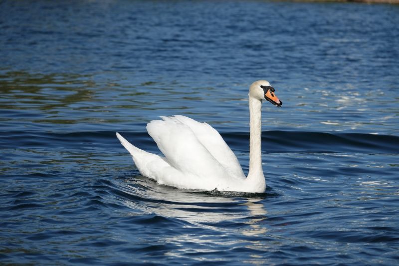 <i>Cygnus olor</i> (Mute Swan)