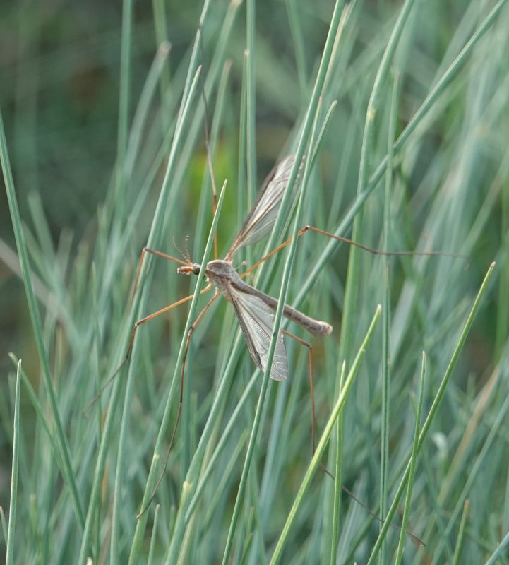 <i>Tipula paludosa</i> (European Crane Fly)