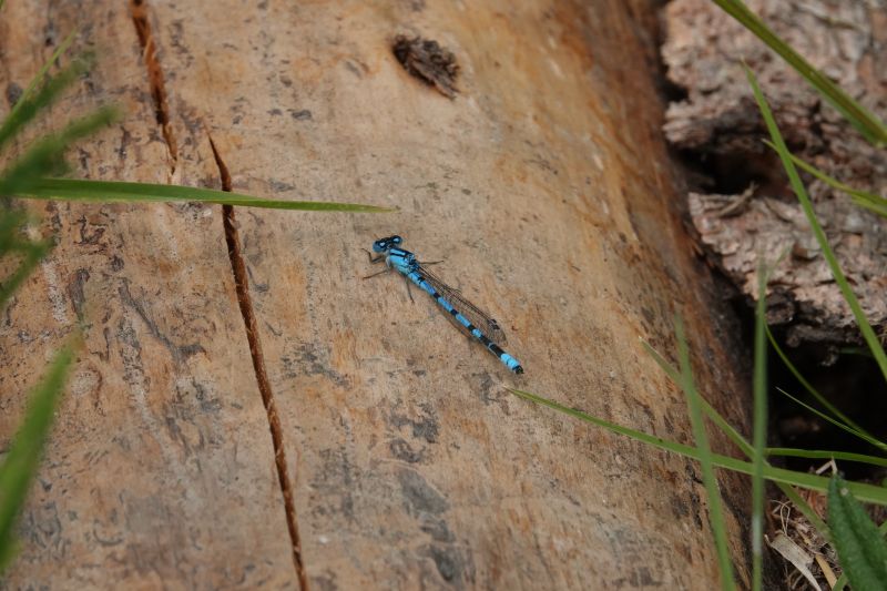 <i>Enallagma cyathigerum</i> (Common Blue Damselfly)