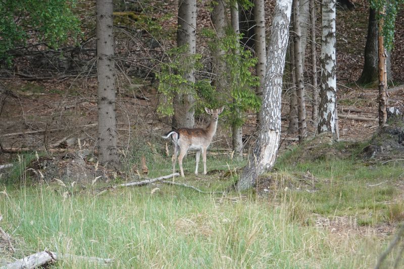 <i>Dama dama</i> (European Fallow Deer)