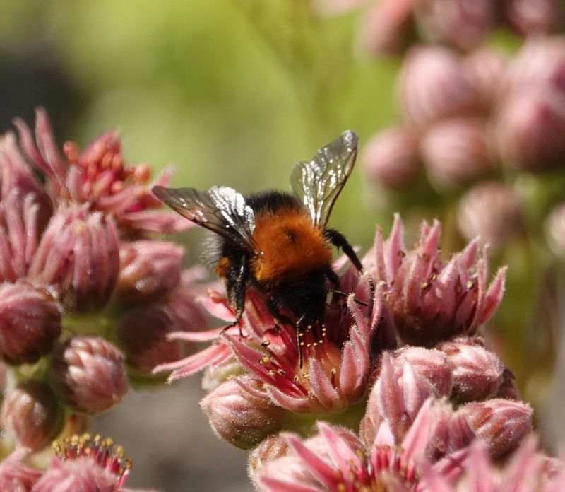 <i>Bombus hypnorum</i> (Tree Bumble Bee)