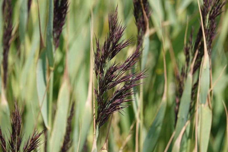 <i>Poaceae</i> (grasses)