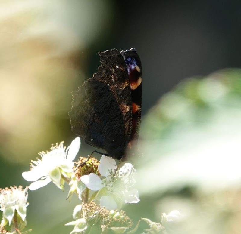 <i>Aglais io</i> (European Peacock Butterfly)
