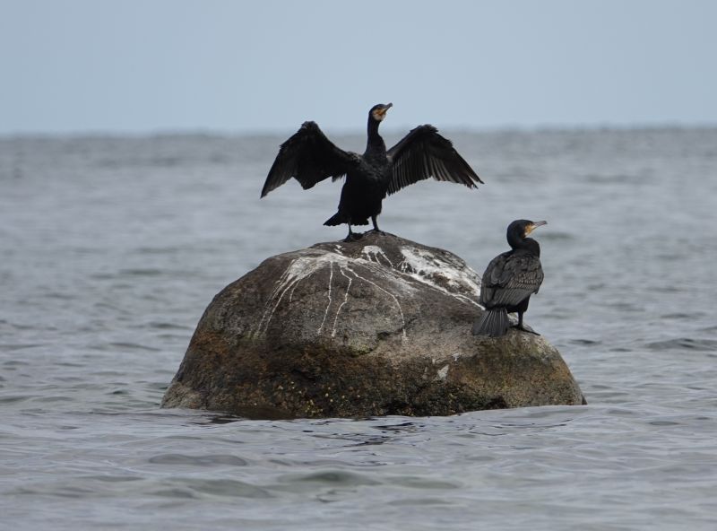 <i>Phalacrocorax carbo</i> (Great Cormorant)