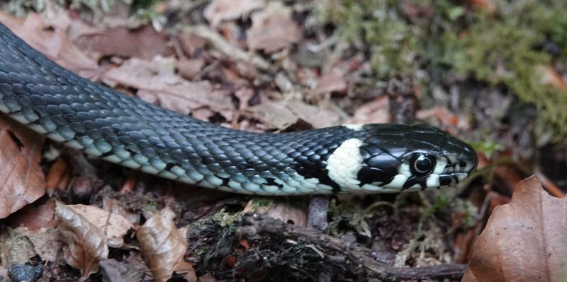 <i>Natrix natrix</i> (Grass Snake)