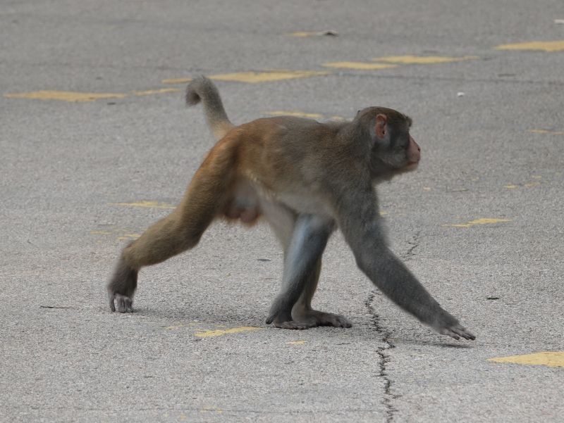<i>Macaca mulatta</i> (Rhesus Macaque)