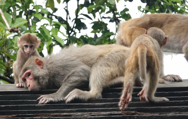 <i>Macaca mulatta</i> (Rhesus Macaque)