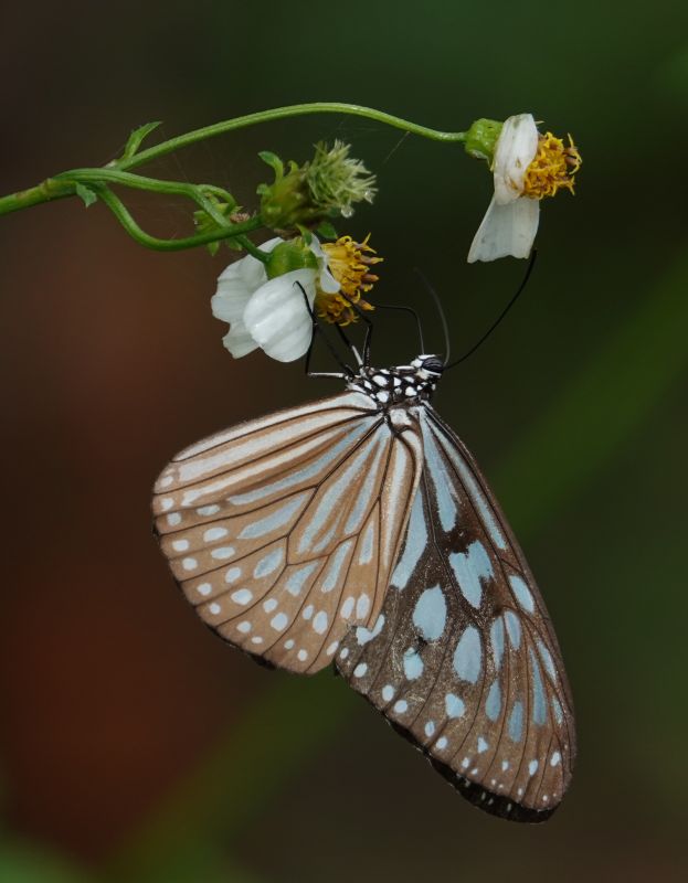 <i>Ideopsis similis</i> (Ceylon Blue Glassy Tiger)