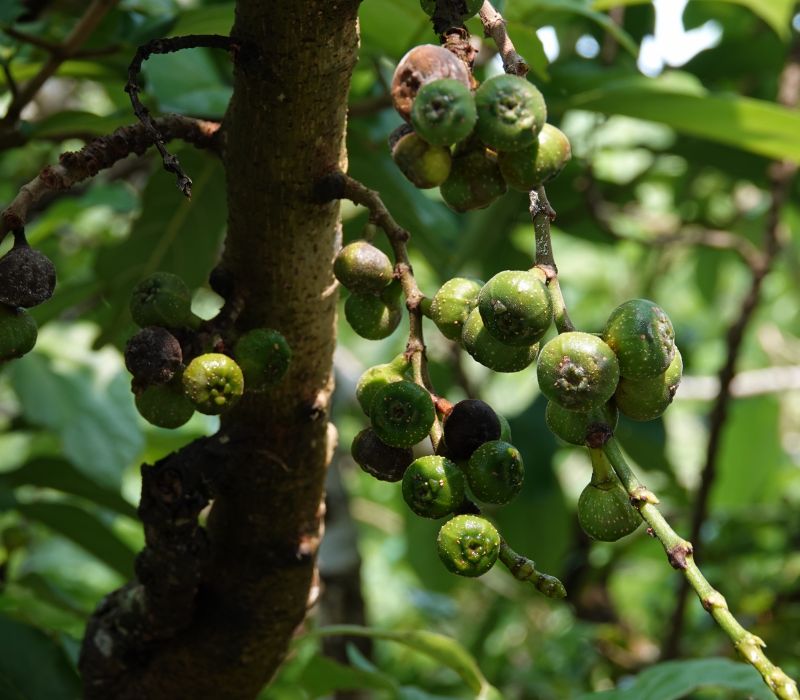 <i>Ficus carica</i> (common fig)