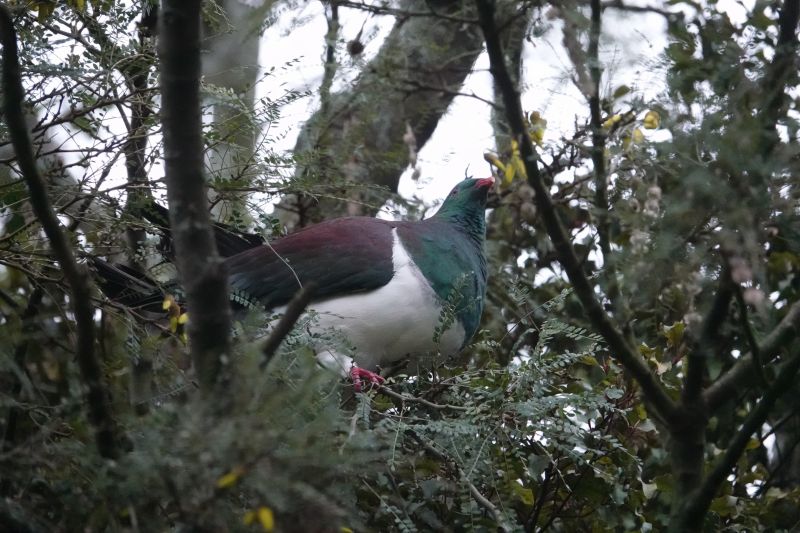 <i>Hemiphaga novaeseelandiae</i> (New Zealand Pigeon)