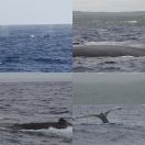 2018-09-04 - 2018-09-06<br/>
<b>Whalewatching from ʻEua, Tonga</b>
