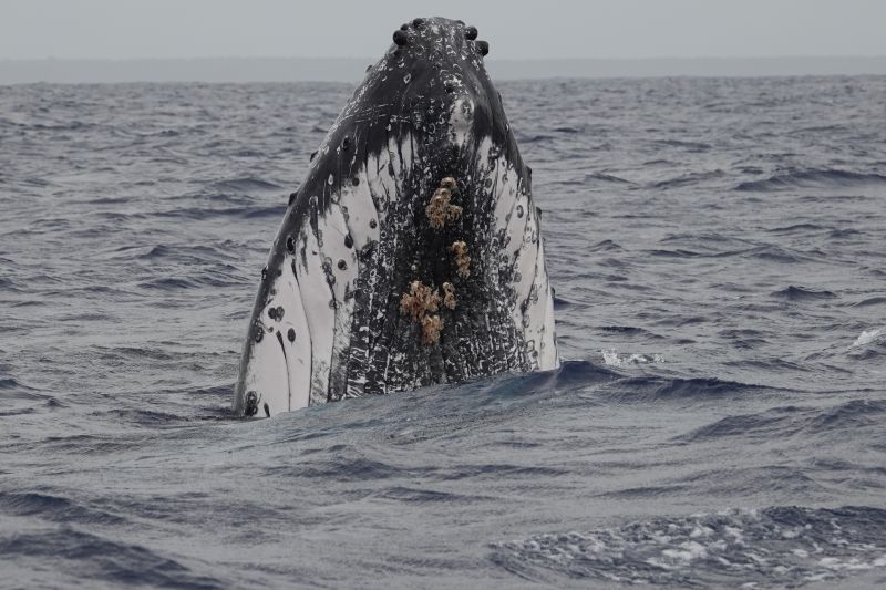 <i>Megaptera novaeangliae</i> (Humpback Whale)