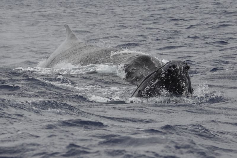 <i>Megaptera novaeangliae</i> (Humpback Whale)