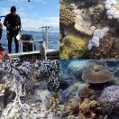 2018-09-12<br/>
<b>Rainbow Reef, Taveuni, Fiji</b>
