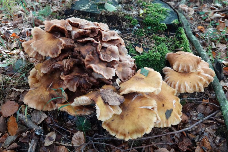 <i>Armillaria</i> (honey mushrooms)