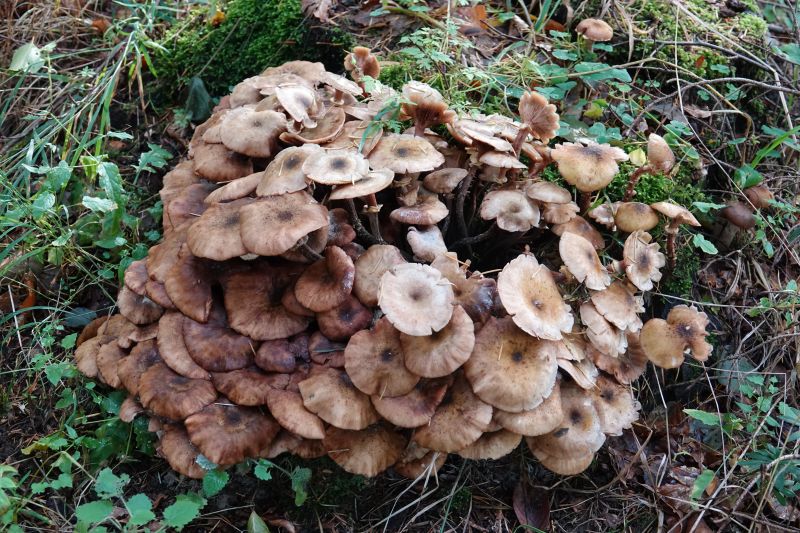 <i>Armillaria mellea</i> (Honey Mushroom)