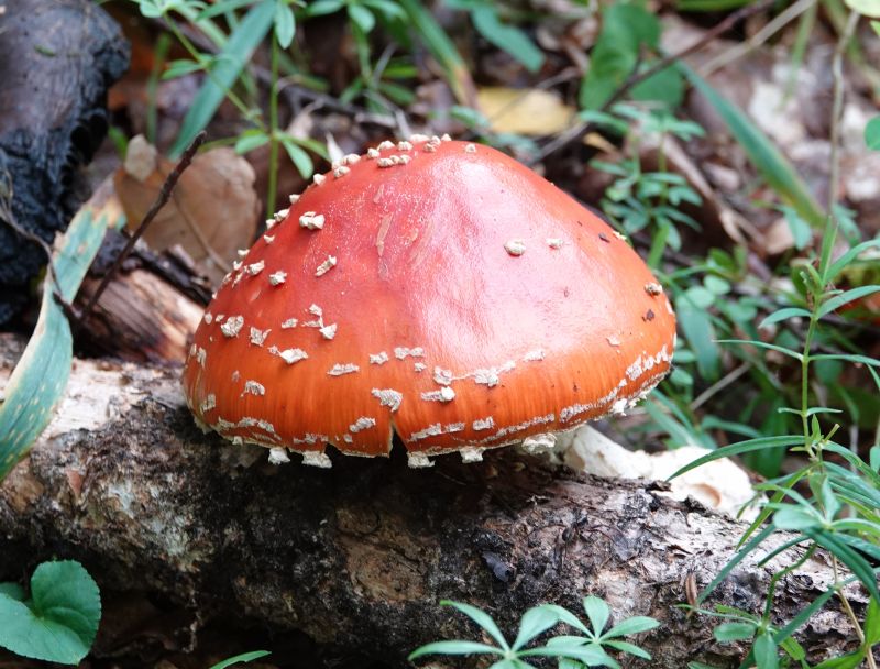 <i>Amanita muscaria</i> (Fly Agaric)