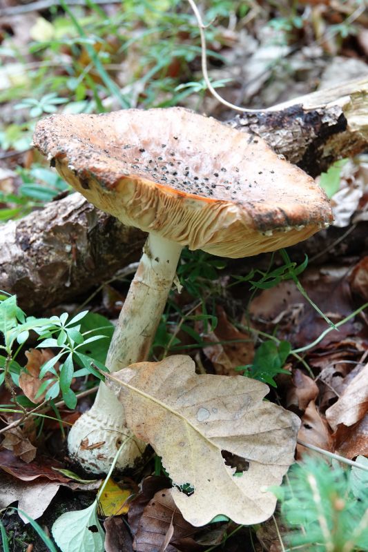 <i>Amanita</i> (amanita mushrooms)