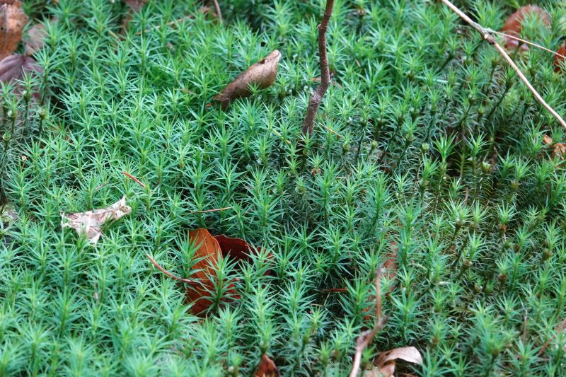 <i>Polytrichum</i> (haircap mosses)