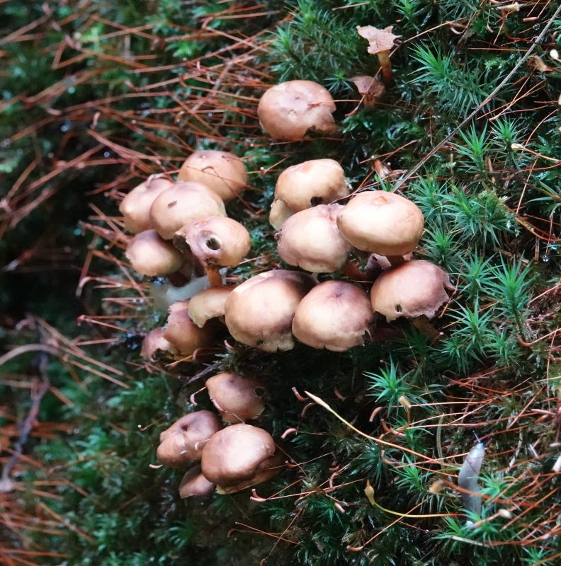 <i>Agaricales</i> (gilled mushrooms)
