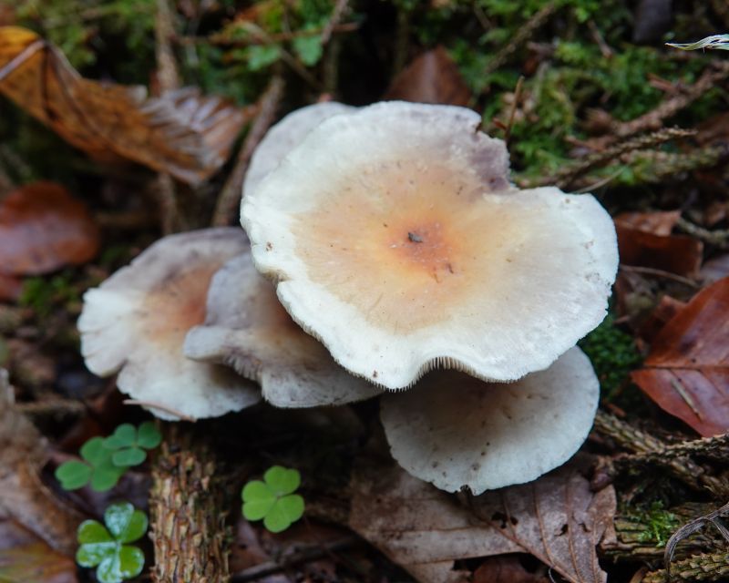 <i>Basidiomycota</i> (Basidiomycete Fungi)