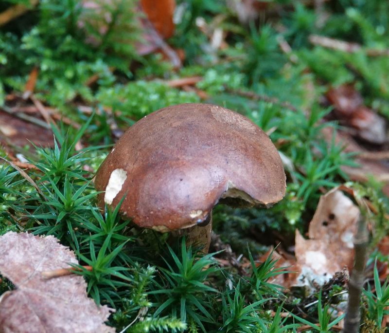 <i>Imleria badia</i> (Bay Bolete)