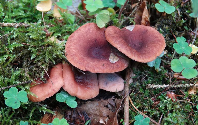 <i>Lactarius</i> (milkcaps)