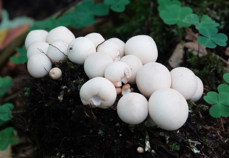 <i>Lycoperdon pyriforme</i> (stump puffball)