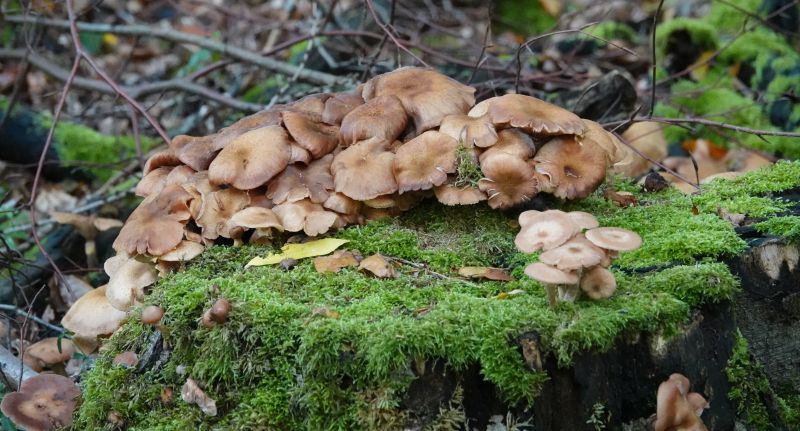 <i>Armillaria mellea</i> (Honey Mushroom)