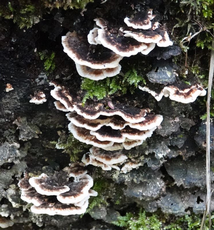 <i>Trametes versicolor</i> (turkey-tail)