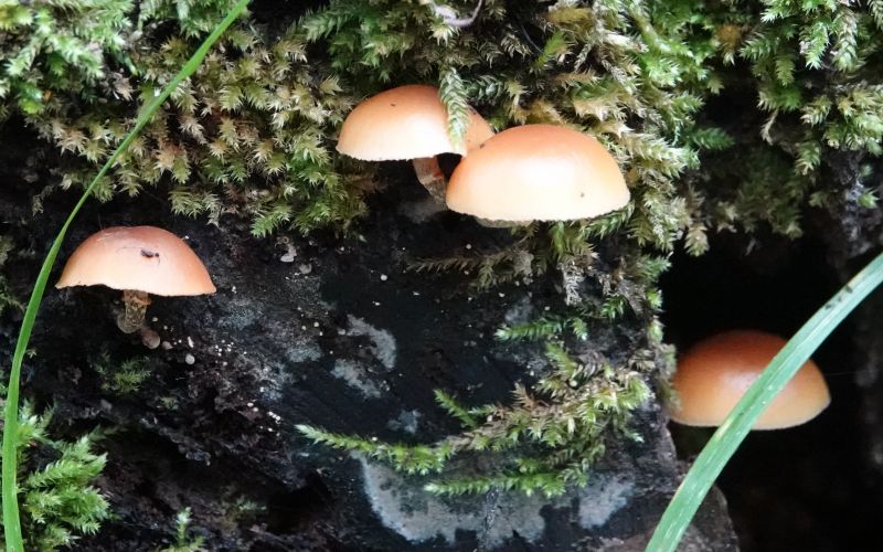 <i>Agaricales</i> (gilled mushrooms)