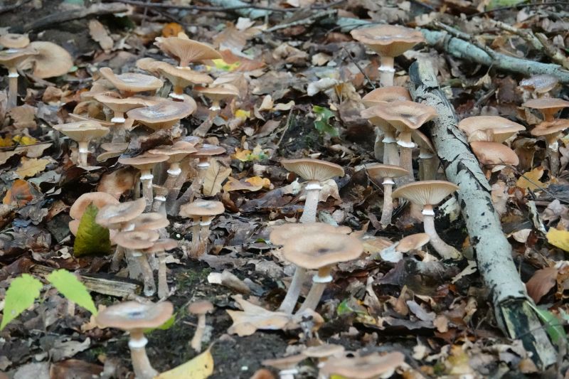 <i>Armillaria mellea</i> (Honey Mushroom)