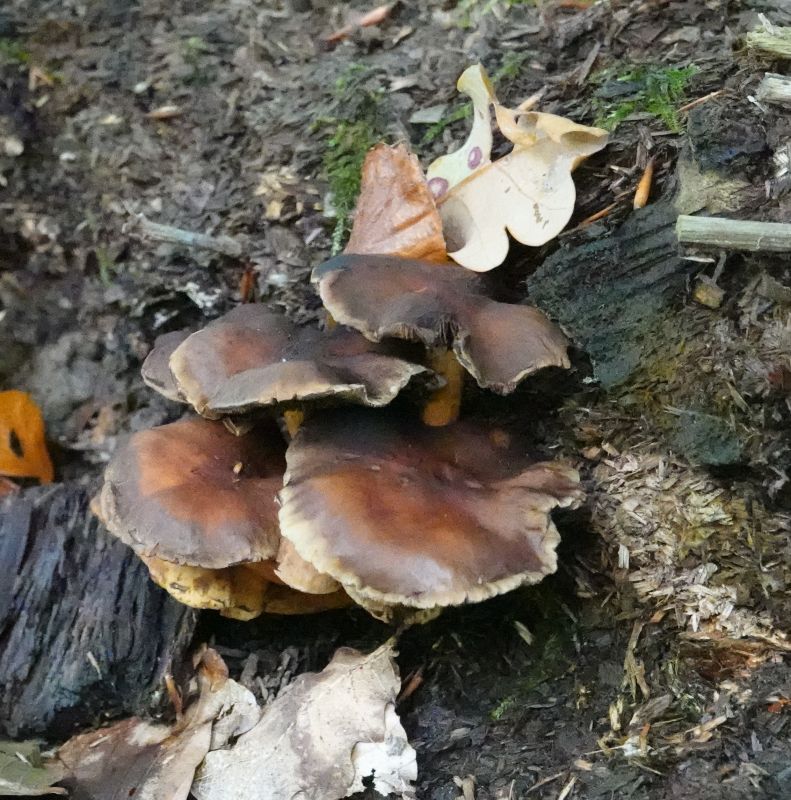 <i>Fungi</i> (Fungi Including Lichens)