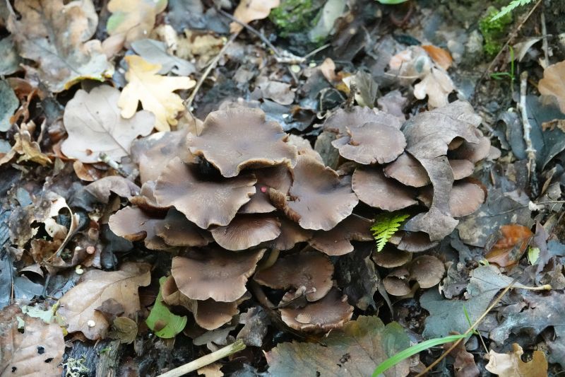 <i>Armillaria mellea</i> (Honey Mushroom)