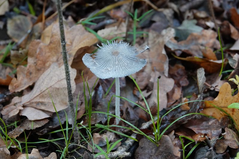 <i>Fungi</i> (Fungi Including Lichens)