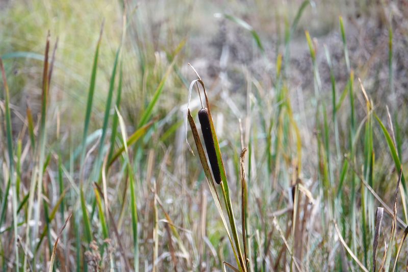 <i>Typha latifolia</i> (broadleaf cattail)