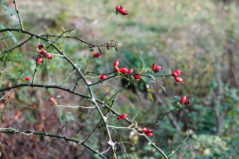 <i>Rosaceae</i> (rose family)