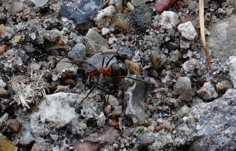 <i>Formica rufa</i> (Southern Wood Ant)