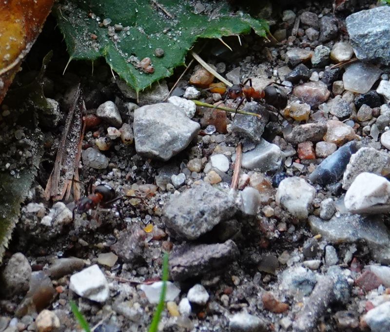 <i>Formica rufa</i> (Southern Wood Ant)