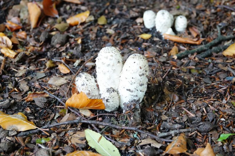 <i>Coprinus comatus</i> (Shaggy Mane)