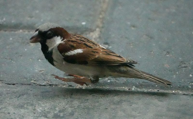 <i>Passer domesticus</i> (House Sparrow)
