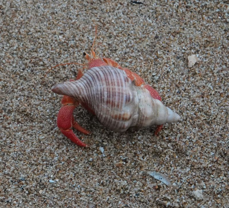 <i>Coenobita perlatus</i> (Strawberry Hermit Crab)