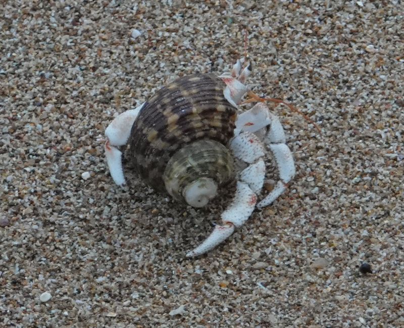 <i>Coenobita perlatus</i> (Strawberry Hermit Crab)