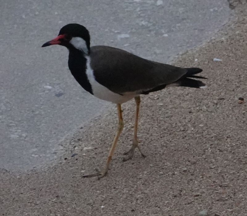 <i>Vanellus indicus</i> (Red-wattled Lapwing)