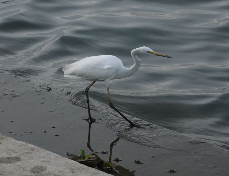 <i>Ardea alba</i> (Great Egret)