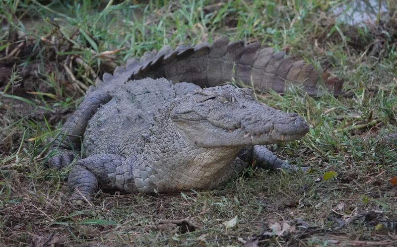 <i>Crocodylus palustris</i> (Mugger Crocodile)